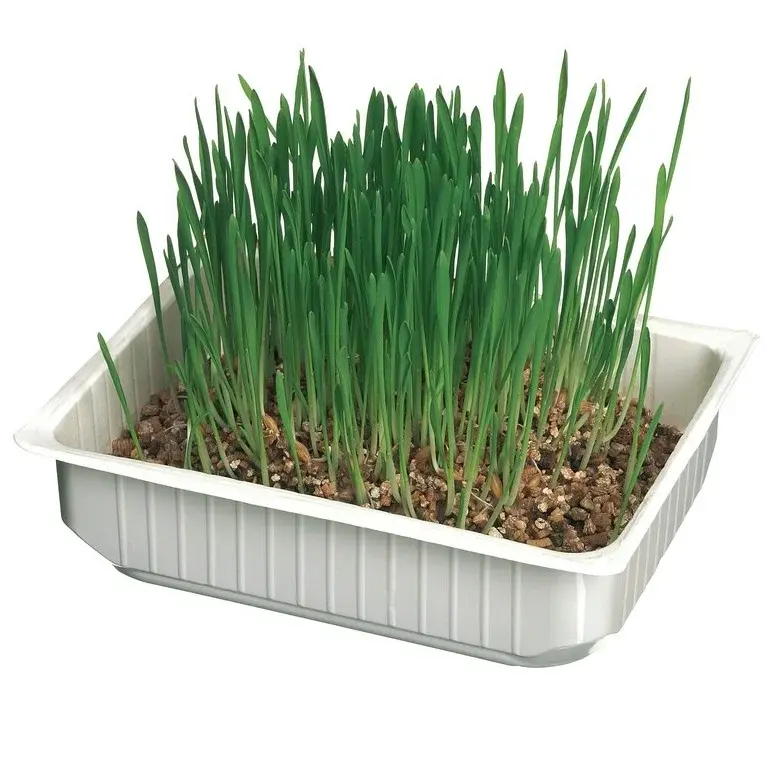 Cat-grass-with-barley-seeds-2